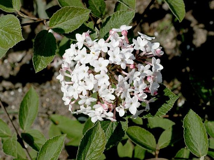 VIBURNUM ×CARLCEPHALUM Burkw. – kalina kulovitá