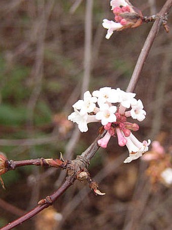 Viburnum farreri