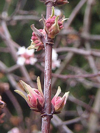 Viburnum farreri