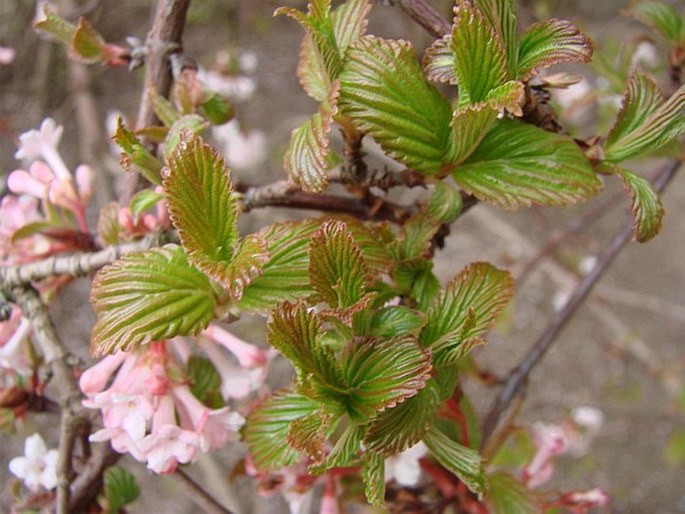 Viburnum farreri