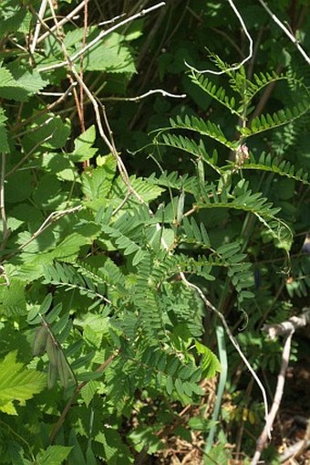 Vicia nigricans subsp. gigantea