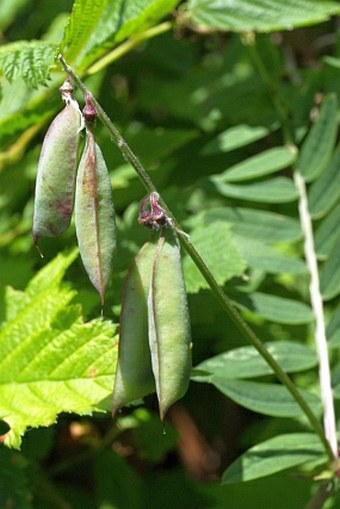 Vicia nigricans subsp. gigantea