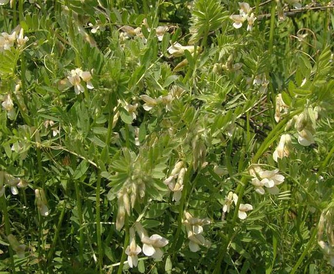 Vicia pannonica