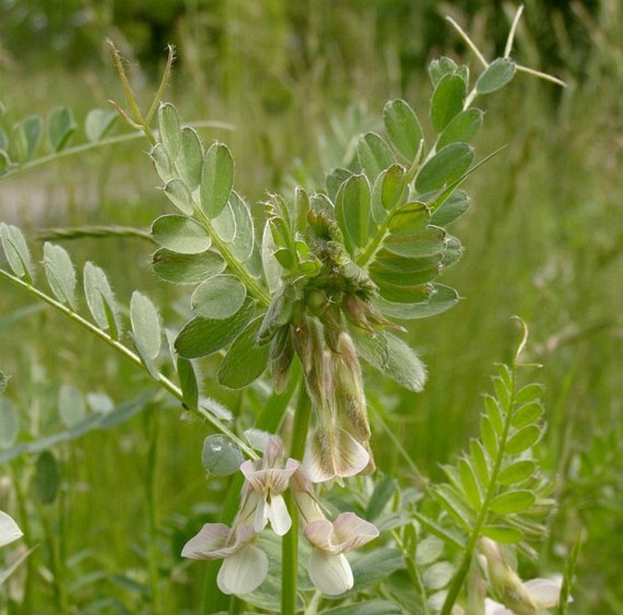 Vicia pannonica