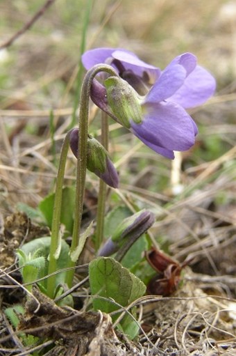 Viola ambigua