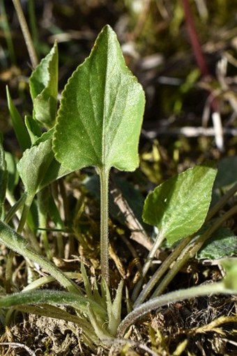 Viola ambigua