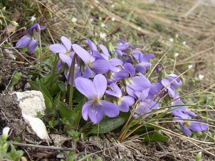 VIOLA AMBIGUA Waldst. et Kit. – violka obojetná / fialka premenlivá