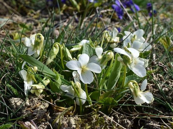 Viola ambigua