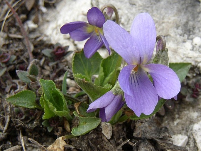 Viola ambigua