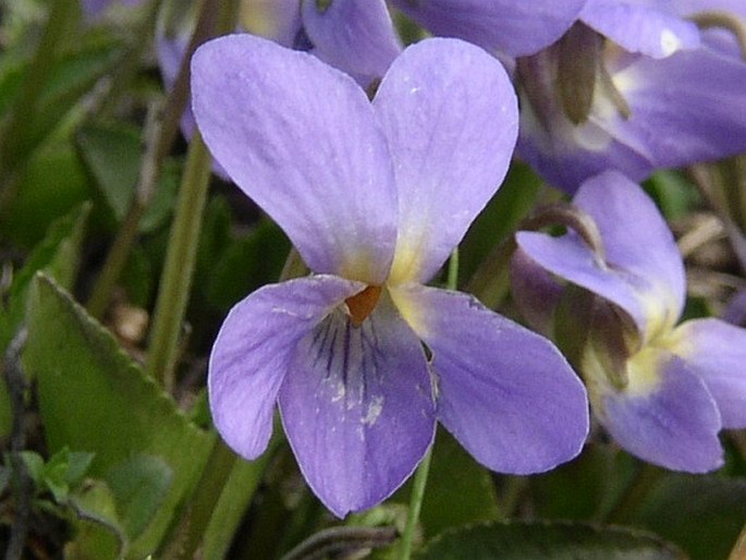 Viola ambigua