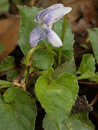 Viola anagae