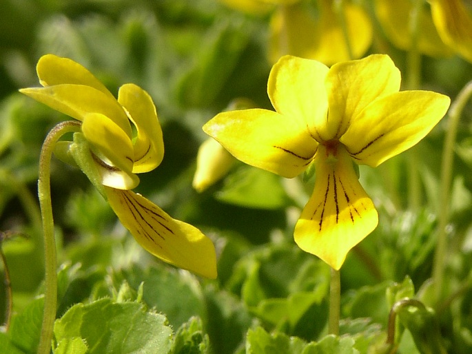 VIOLA BIFLORA L. – violka dvoukvětá / fialka dvojkvetá