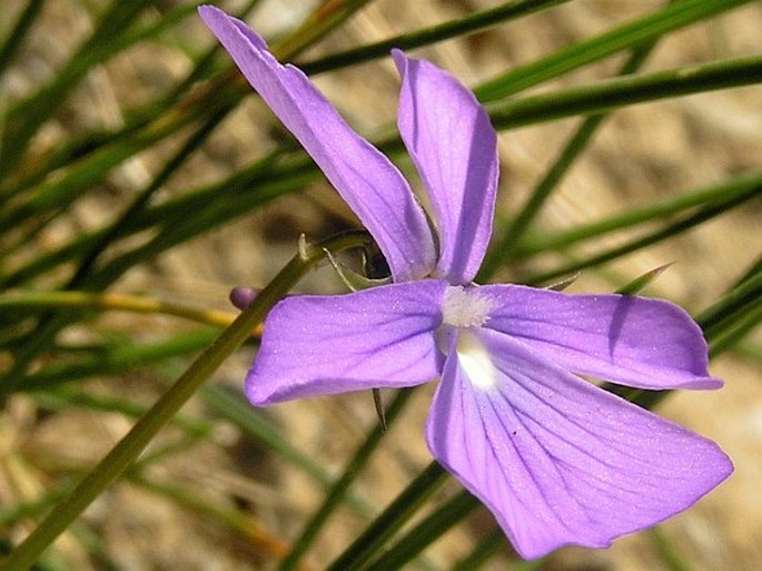 Viola cornuta