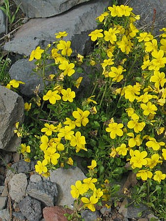 Viola paradoxa