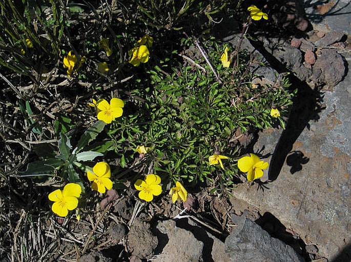 Viola paradoxa