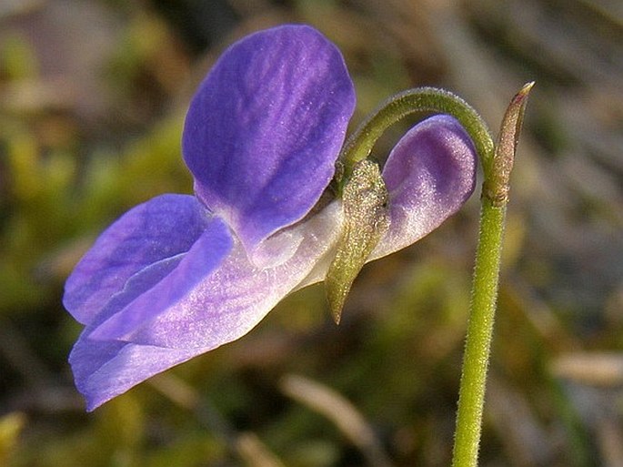 Viola rupestris