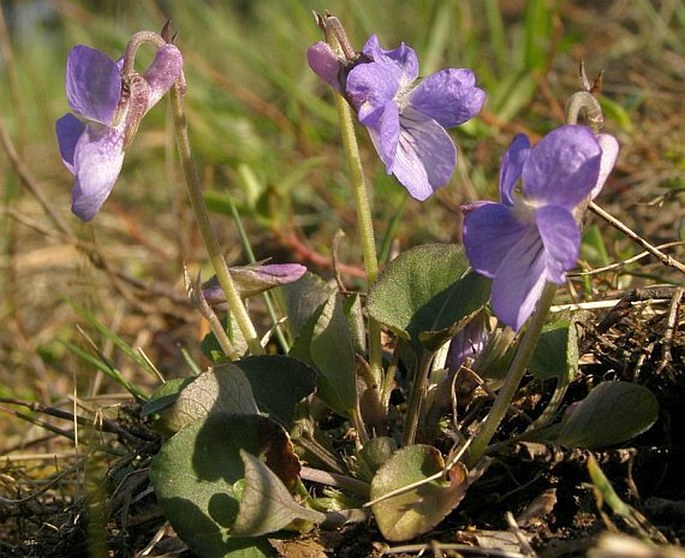 Viola rupestris