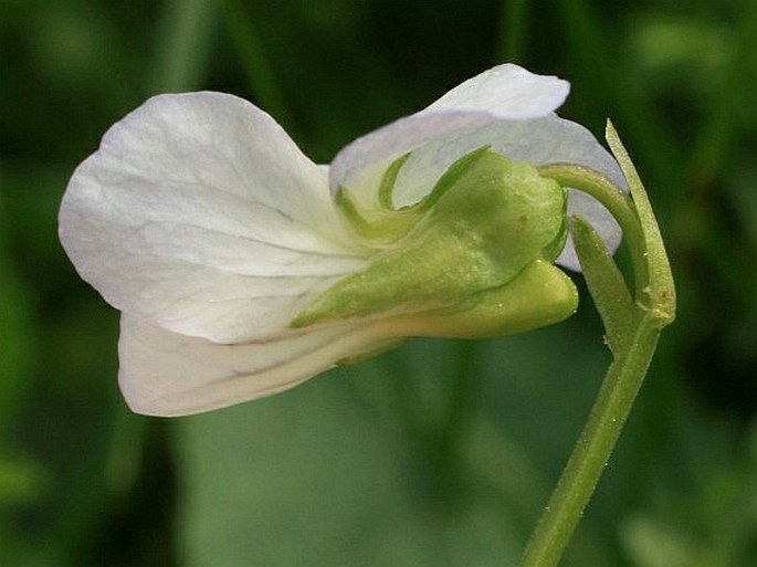 Viola stagnina