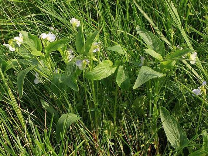 Viola stagnina