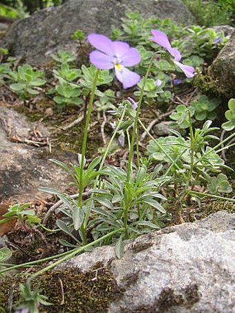 Viola valderia