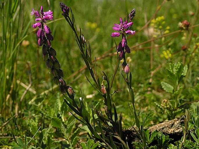 POLYGALA COMOSA Schkuhr. – vítod chocholatý / horčinka chochlatá