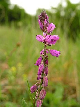 Polygala comosa