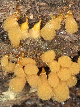 Hemitrichia clavata