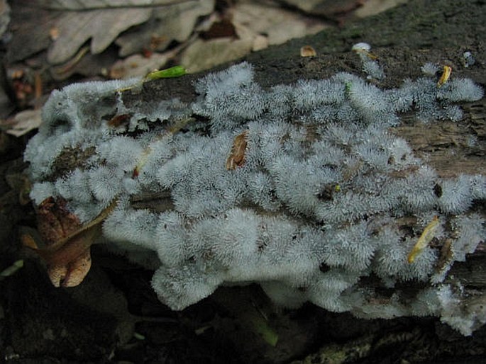 Ceratiomyxa fruticulosa