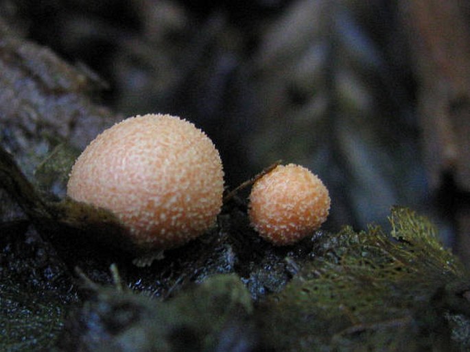 Lycogala epidendrum