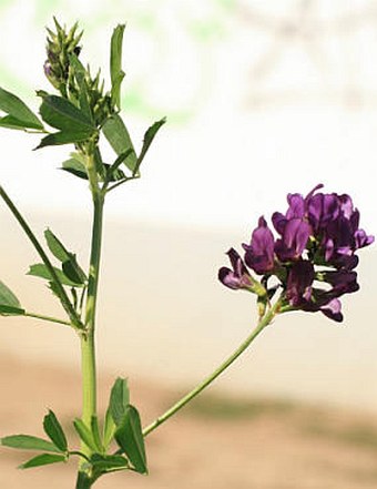 Medicago sativa