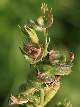 Medicago sativa