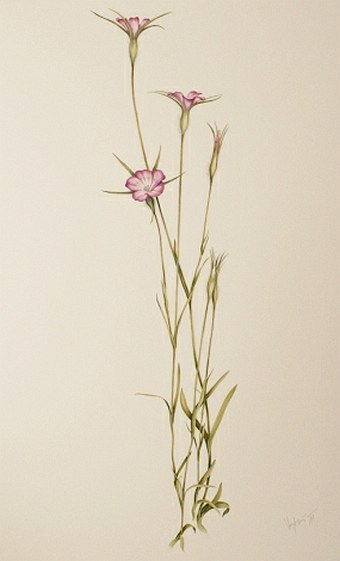 Soutěž Nejlepší botanická ilustrace roku 2012 - David Vojtuš