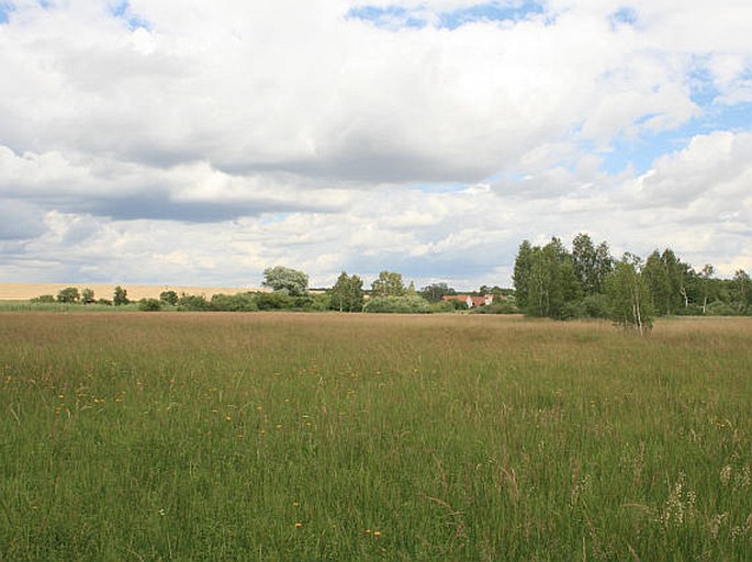 Všetatské Polabí, Polabská černava – národní přírodní památka