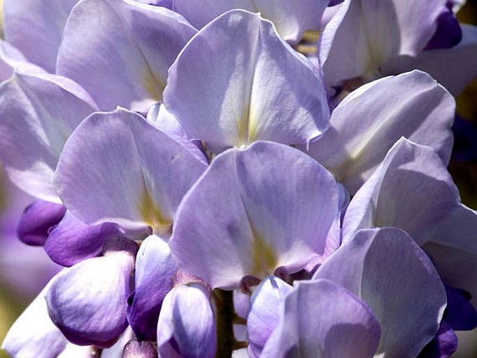 Wisteria sinensis