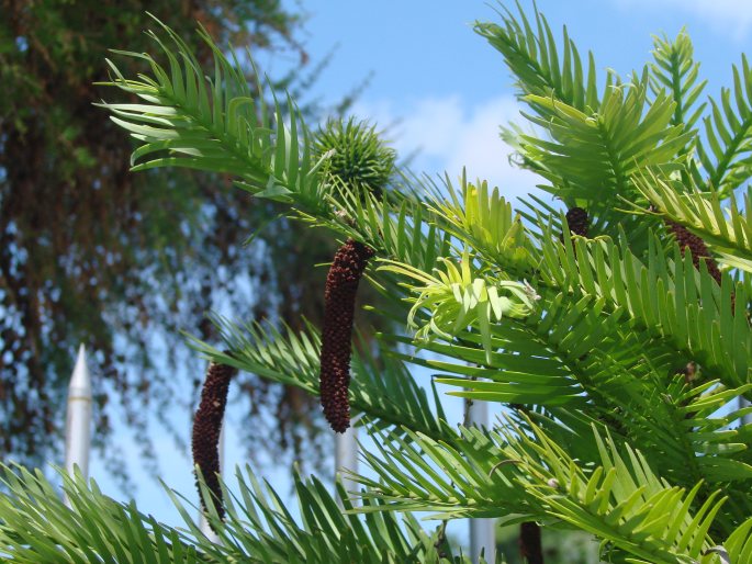 Wollemia nobilis