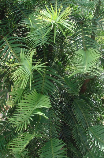 Wollemia nobilis