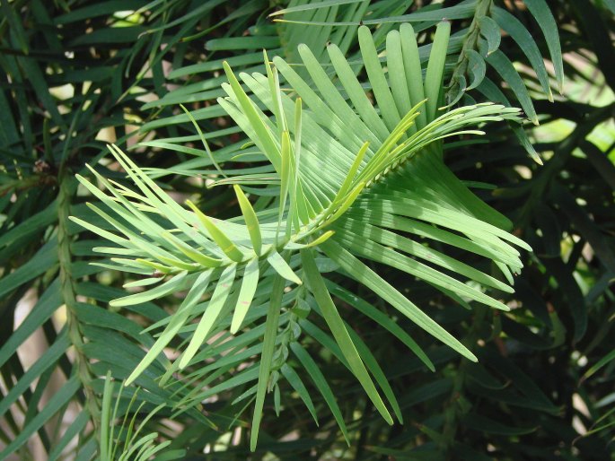 Wollemia nobilis