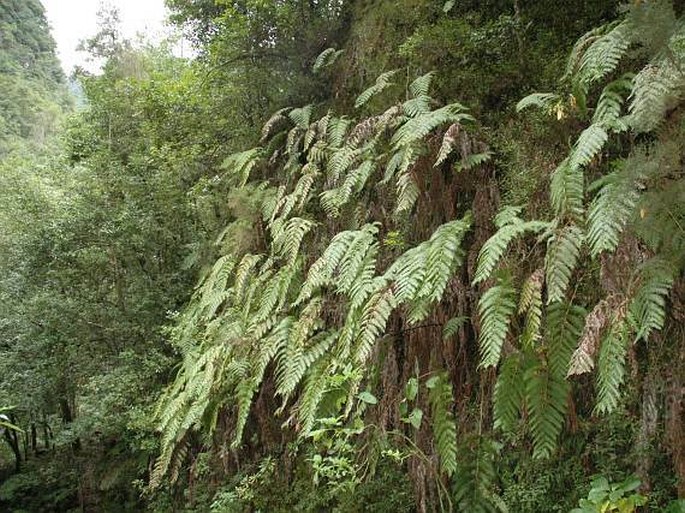 Woodwardia radicans