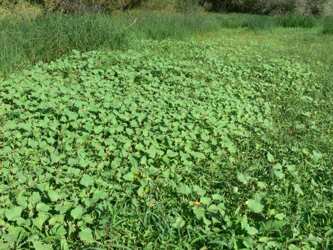 Xanthium albinum