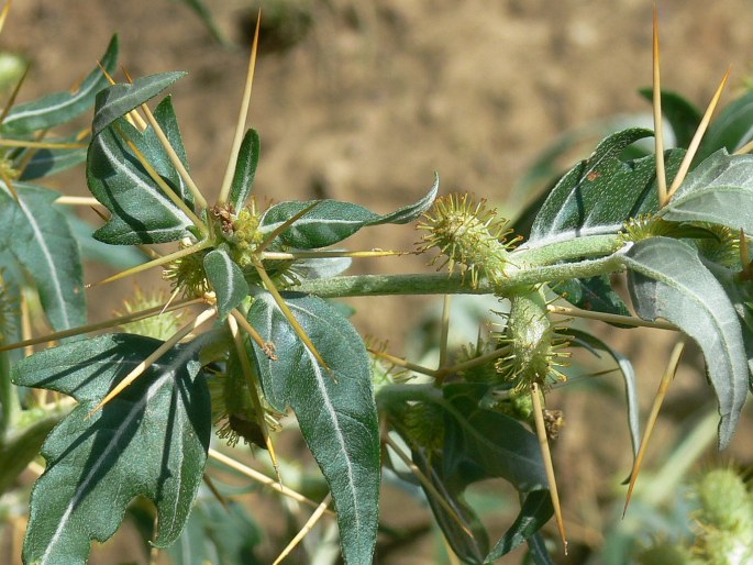 Xanthium spinosum