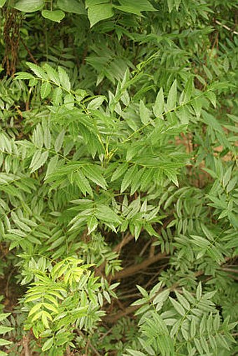 Xanthoceras sorbifolium