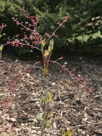 Xanthorhiza simplicissima