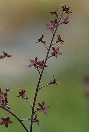 Xanthorhiza simplicissima