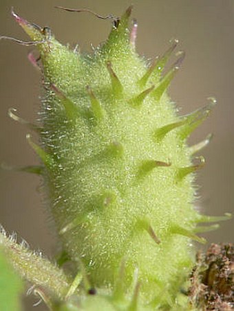 Xanthium strumarium