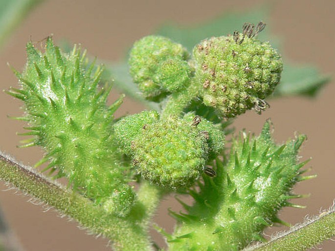 Xanthium strumarium