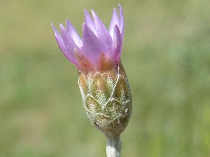 XERANTHEMUM CYLINDRACEUM Sibth. et Sm. – suchokvět / suchokvietok smradľavý