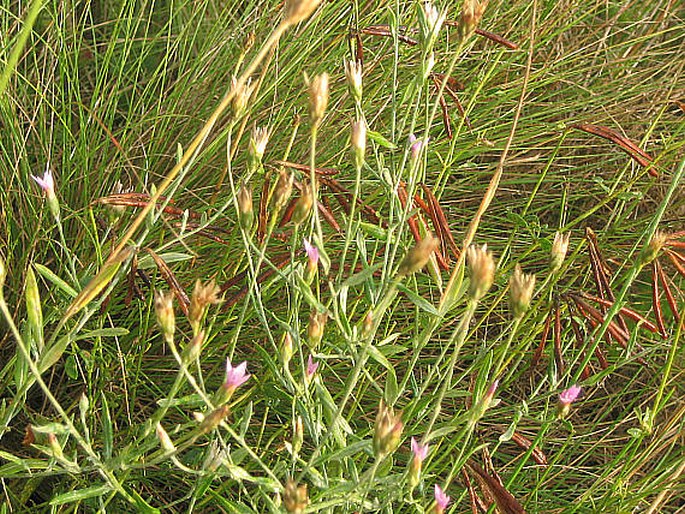 Xeranthemum cylindraceum