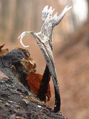 Xylaria hypoxylon