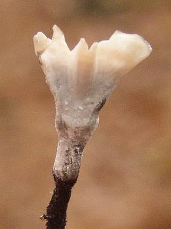 Xylaria hypoxylon