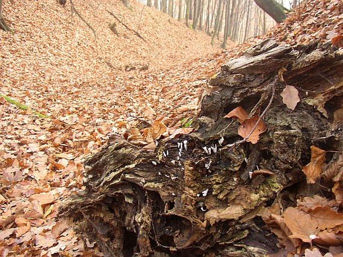 Xylaria hypoxylon